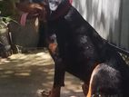 Rottweiler Dog for Crossing