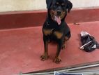 Rottweiler Dog