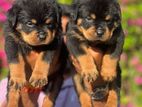 Rottweiler Puppies