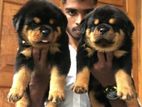 Rottweiler Puppies