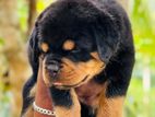 Rottweiler Puppies