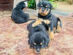 Rottweiler Puppy