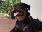 Rottweiler Dog