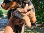 Rotwiller puppies female