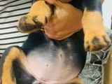 Rotweiller Puppies