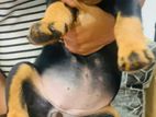 Rottweiler Puppy