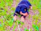 Rotwiller Puppies