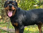 Rottweiler Dog