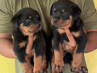 Rotwiller Puppys