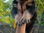 Rotwiller pups
