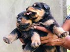 Rottweiler Puppies