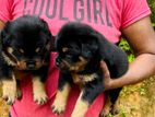 Rottweiler Puppies