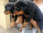 Rottweiler Puppy