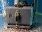 Royal Pleco Fish