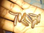 Royal Poinciana Seeds
