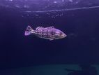 Royal Sik Peacock Bass Fish