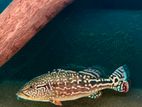 royal siks peacock bass fish