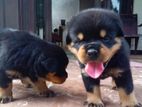 Rottweiler Puppies K.A.S.L Registered