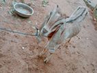 Farm Goat