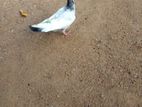 Pigeon