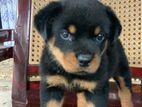 Rottweiler Puppy