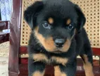Rottweiler Puppy