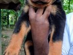 Rottweiler Puppy