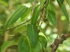 රසකිද වැල්