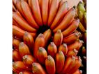 රත් කෙසෙල් පැල