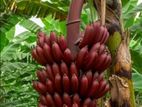 රත් කෙසෙල් පැළ