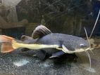 Red Tail Catfish (RTC) 18 inch