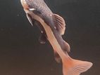 RTC Fish