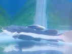 Tiger Shovelnose Catfish