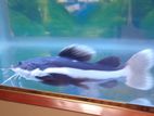 Aquarium Fishes