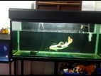 Redtail Catfish