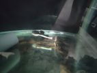 Red Tail Catfish
