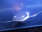 Redtail Catfish