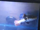 Rtc Fish