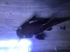 RTC Fish