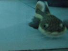 RTC Fish