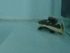 RTC Fish