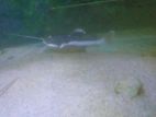 RTC Fish