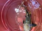 RTC Fish