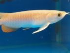 RTG Arowana Fish