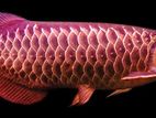 RTG Arowana Fish