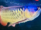 RTG Arowana Fish