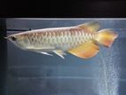 RTG Arowana Fish