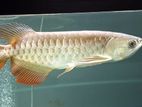 RTG Arowana Fish