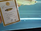 RTG Arowana With Tank