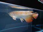 RTG Arowana with Tank